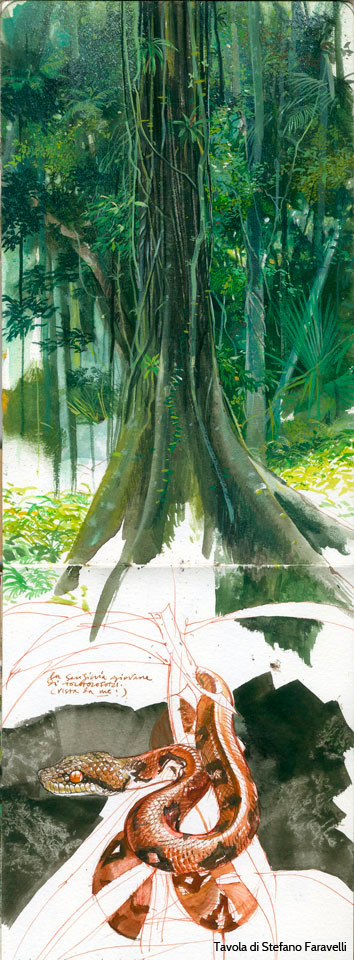 Verde stupore (Foresta del Madagascar)