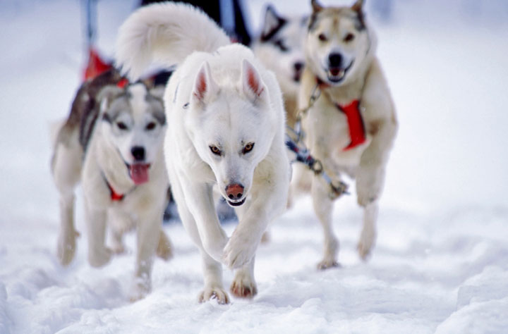 Un viaggio da cani