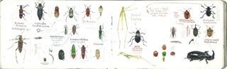 Collezione di insetti (disegno di Stefano Faravelli)